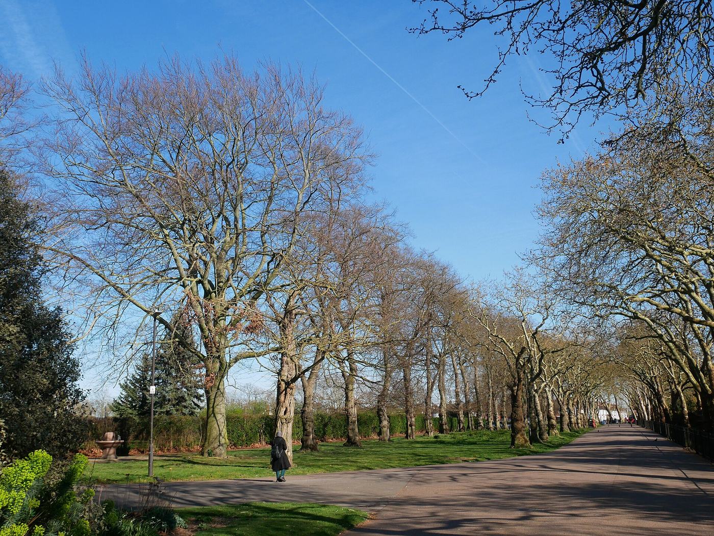 Allée d'arbres alignés dans un parc