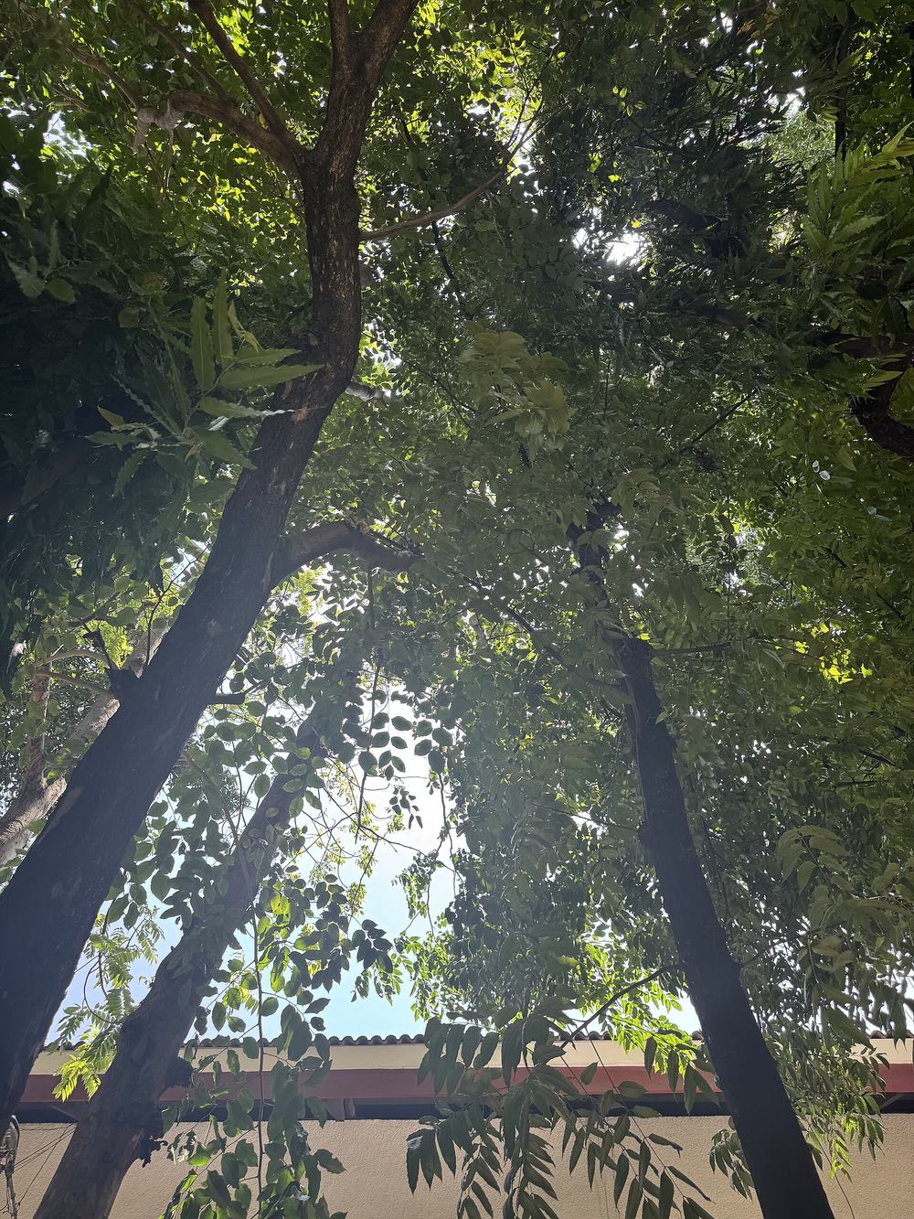 Canopée d'arbres vue depuis le sol